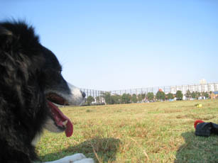 091015_hachi.jpg