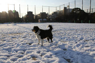 130116_hachi-1.JPG