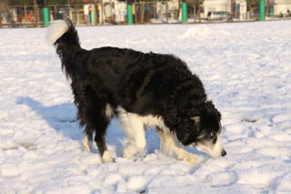 130116_hachi-2.JPG