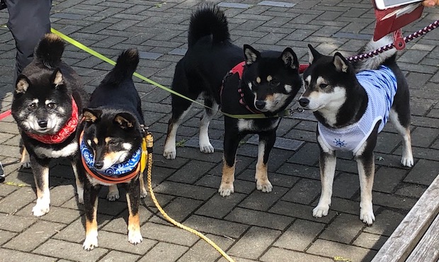 shiba201905.jpg