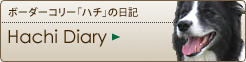 Hachi Diary：ボーダーコリー「ハチ」の日記